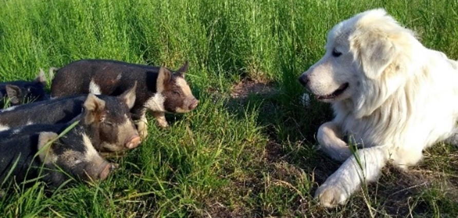 Four black and white piglets with pink and perked up ears approach a white livestock guardian dog who is laying down watching them and panting.