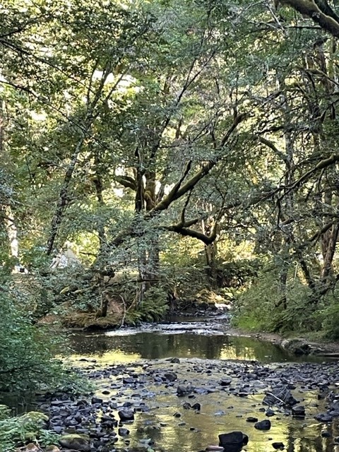 A riverbed flows through a coniferous forest near Alsea Falls, Oregon.