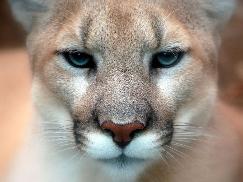 Close up of a cougar's face.