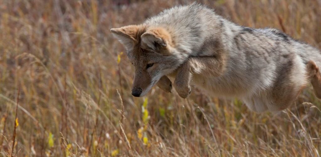 A coyote pounces after prey in a grassy yellow field.