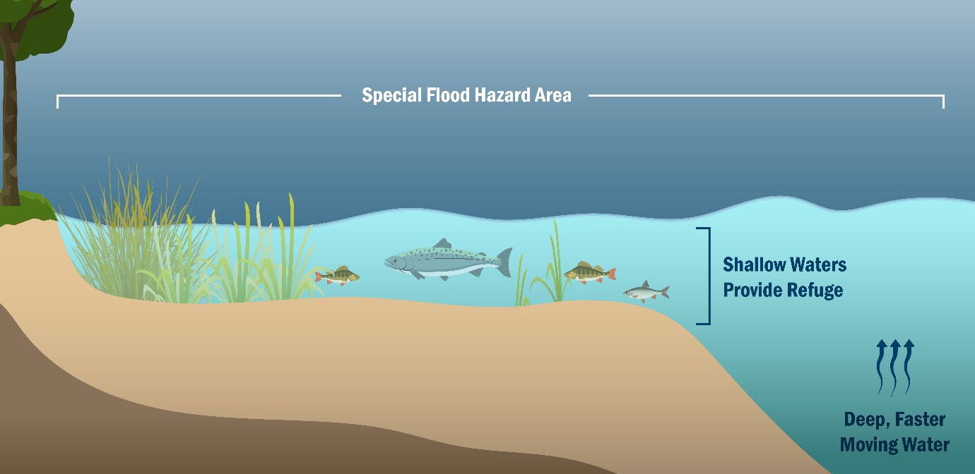 Figure 2-1. Flood Storage image from Draft Oregon Implementation Plan for NFIP-ESA Integration