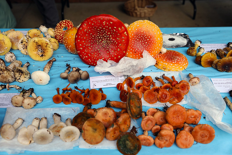 A variety of mushrooms at Mushroom Day 2025