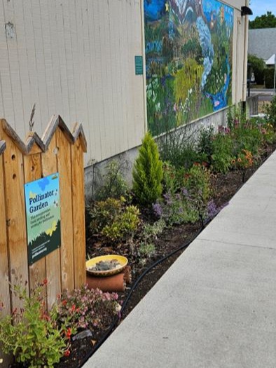 Students at Mountain View Elementary created this pollinator garden with funding from Benton SWCD, bringing beauty and biodiversity to a previously-bare sidewalk strip
