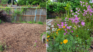 A before-and-after photo of a back yard that is now full of native plants and flowers